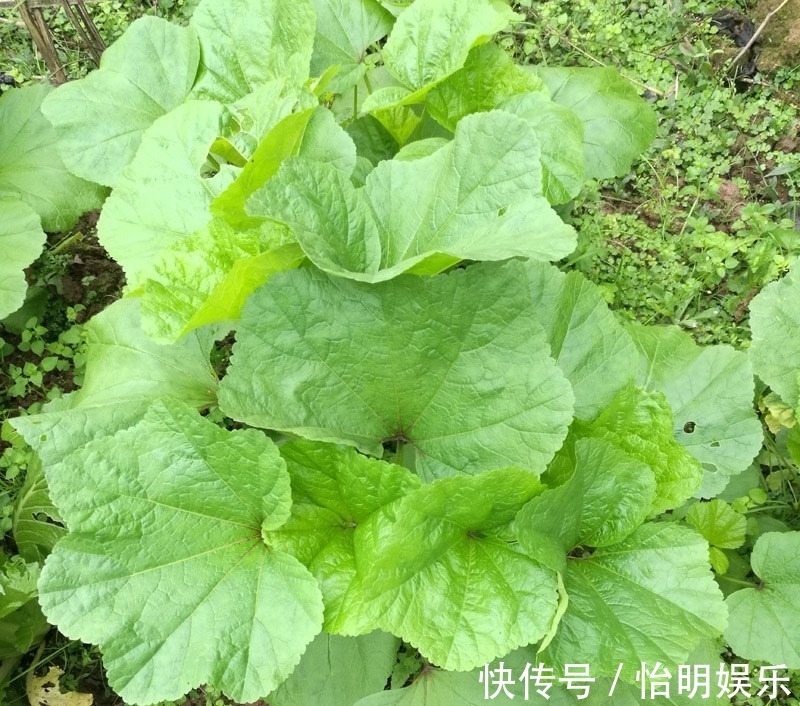 营养价值|多给家人吃以下几种野菜,营养价值非常的高,早知早受益