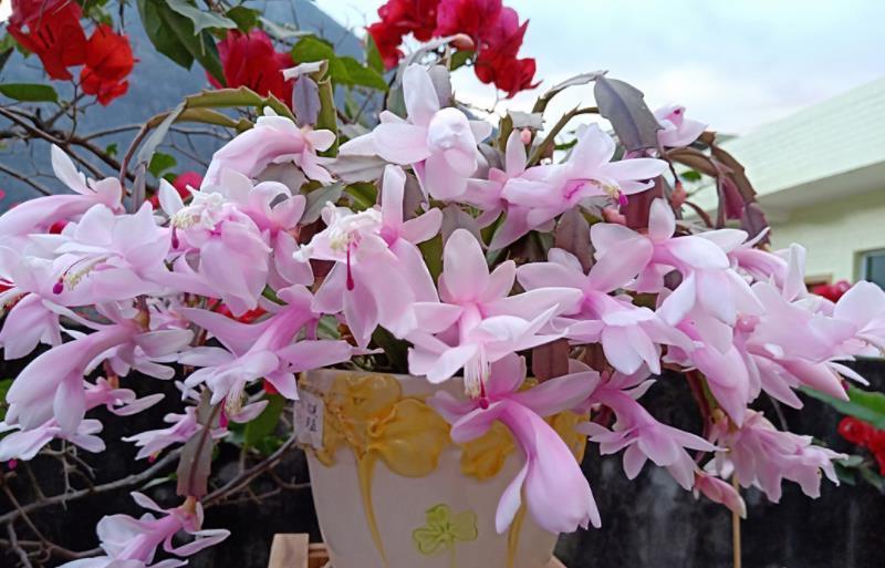 家里有个小窗台，摆上一种漂亮花，好养好看能开整个冬