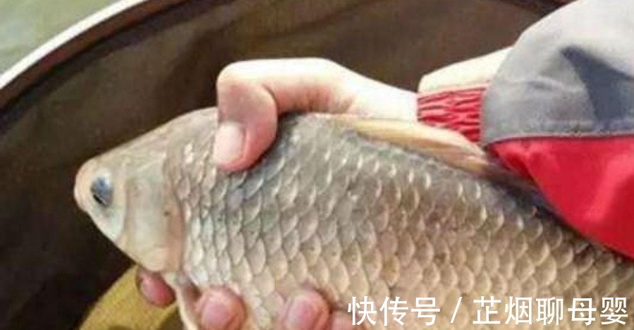 冬钓阳|上钩的鲫鱼不够大？三十年老钓手：冬天不用这狠招就亏大了