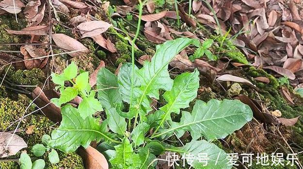 荠菜|人称“黄瓜菜”，曾是救荒菜，如今20元一斤，路边常见少人识