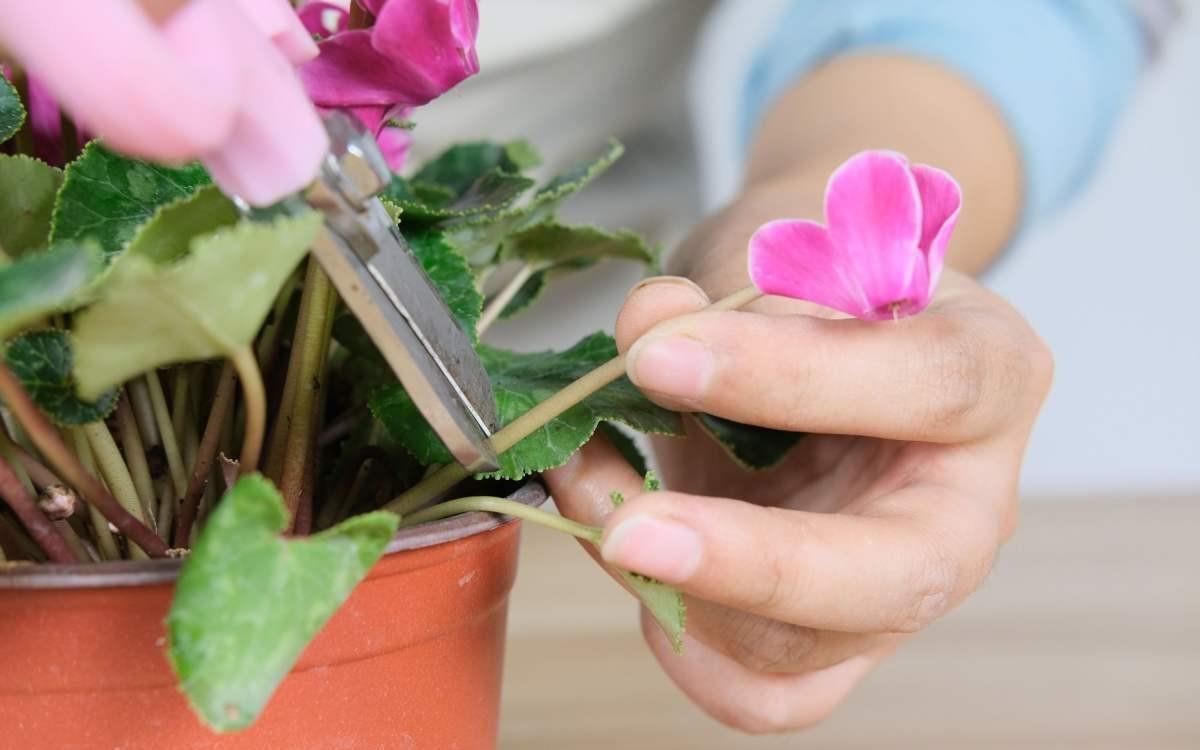 大学问|别小看养花,光修剪就是一门大学问!