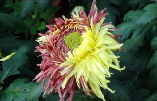 几款花卉对待新手很友好,不用操啥心,花开姿态万千