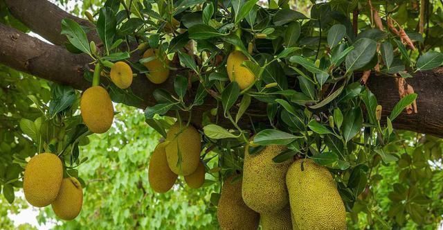 食用|5种水果被拉入“黑名单”,劝你再馋也要管住嘴,最好少吃