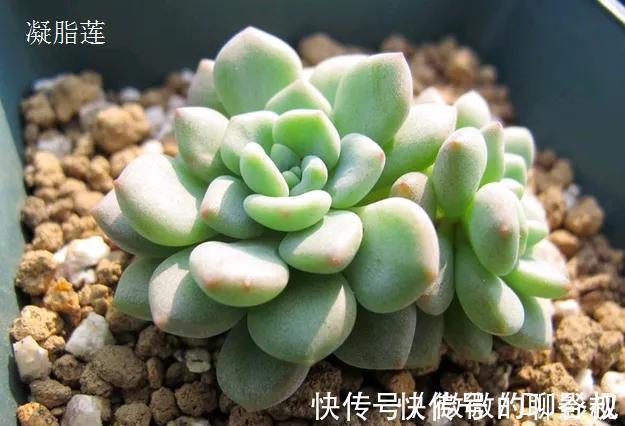 植株|多肉中的高端货，甜美又可爱，浑身散发糖果香，你喜欢吗