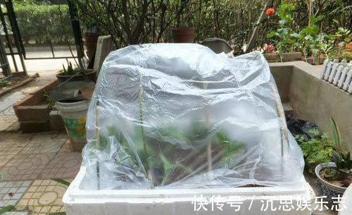 扦插|扦插“菊花”很简单,一点水泡一泡,10天大生根,飒飒秋风开满院
