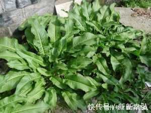 美容养颜|夏天来了，常吃四种食物，能清理毒素，排出污血，肌肤水嫩