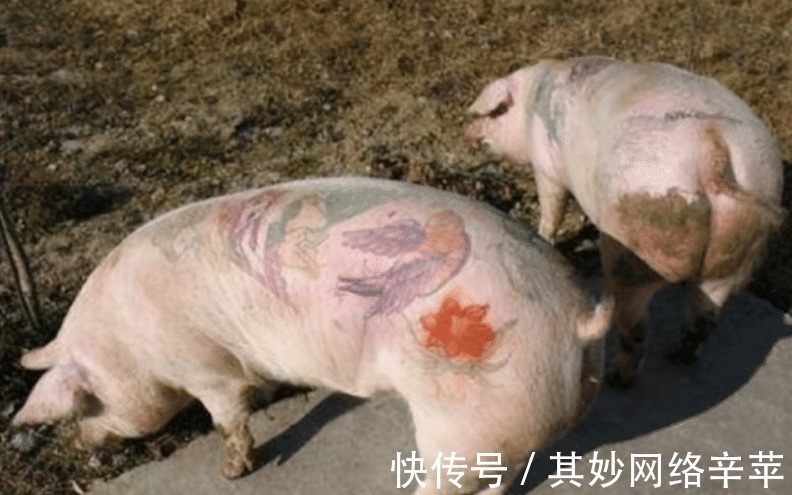 活猪|比利时男子给活猪纹身,猪皮被香奈儿做成限量版包,轻松赚50万