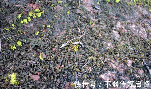 苦叶菜|农村这5种抗癌野菜,见到了可别错过了,在城里有钱也很难买到呢