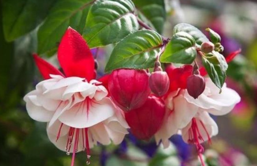 最仙的花卉,迷人的花朵,人见人爱,花朵姿态万千,美