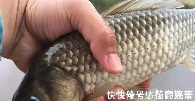 这鲫鱼饵果然够狠，头一次试用过了瘾，莫不信，十人有九人还不知！