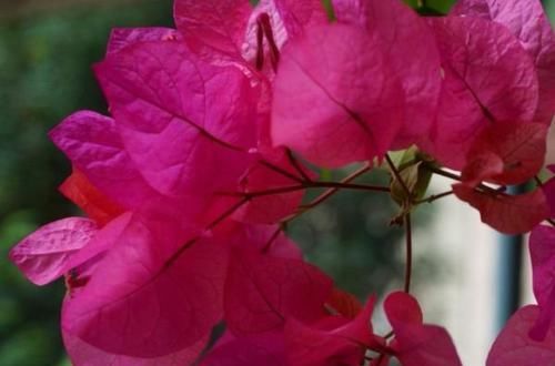  养花|养花养这四种，不仅便宜而且开花超漂亮，四季开花不断！