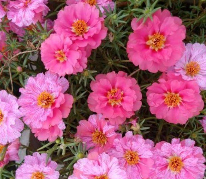 花卉|家养几种花卉,阳台开出花海,花朵仙又美