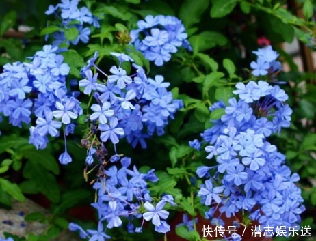 常夏石竹常夏石竹|适合夏天养的几朵花,在家养一朵,花香飘满屋,越热越容易疯长