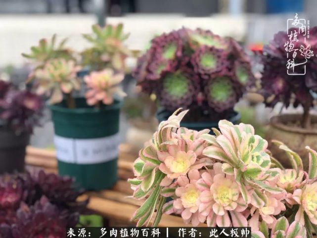 骄阳艳玫瑰,梦幻魔法师!独爱你的百媚千红!