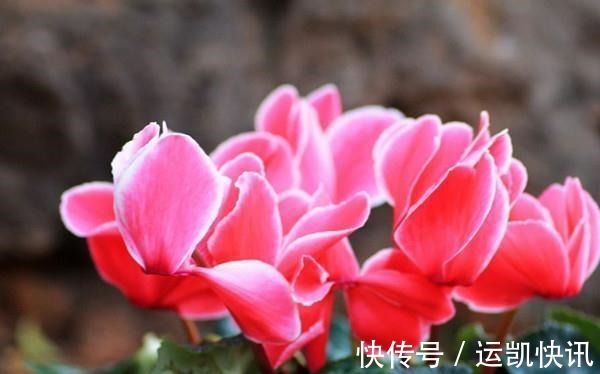 养花试试这几款,花朵凌寒而开,清新超俗的美