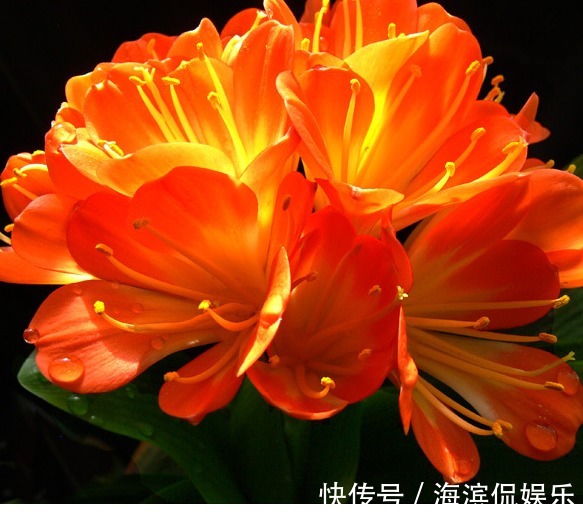 新手养君子兰,浇水记住“1句话”,不怕烂根,叶片更绿