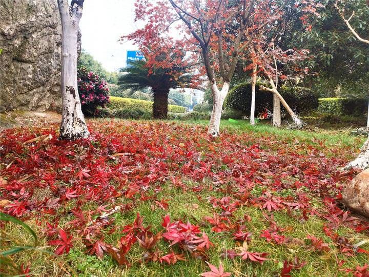 风景迷人|领略落叶之美 吉安城南市民广场冬季风景迷人