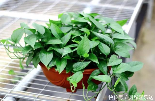 这些“老话”通俗易懂,能叫养花人少走弯路