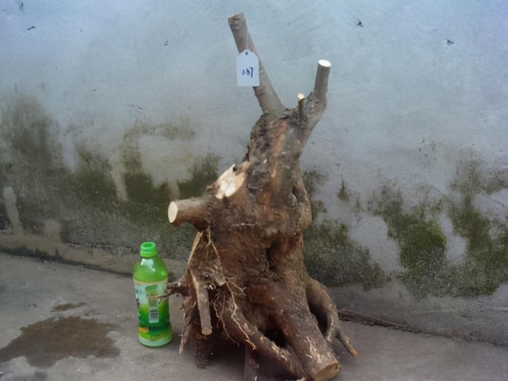 苏派盆景极具名气,这6种盆景做法精妙、极具自然之感,价值高