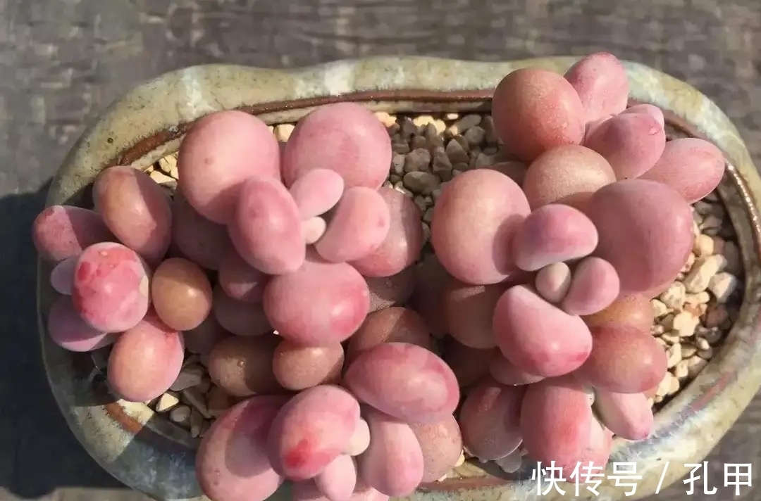 桃蛋多肉始终长不出状态?四个小妙招送给你,叶片圆润又鲜艳