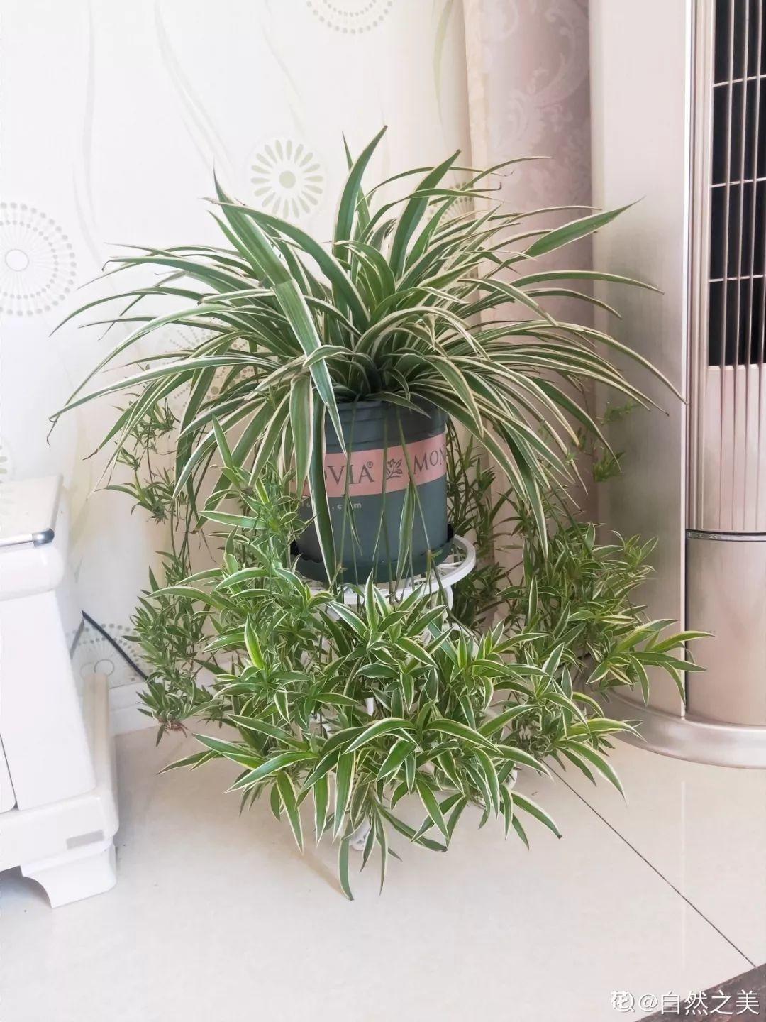 扦插|不用扦插,养花1盆变10盆,把根一掰,成活率翻倍!