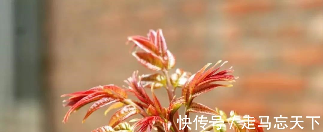 折耳根|中国最难吃的6类蔬菜，假如你全吃过，请允许我叫你一声“大神”