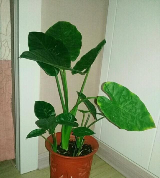 这种“养人”花,窗台客厅摆一盆,干干净净又杀菌