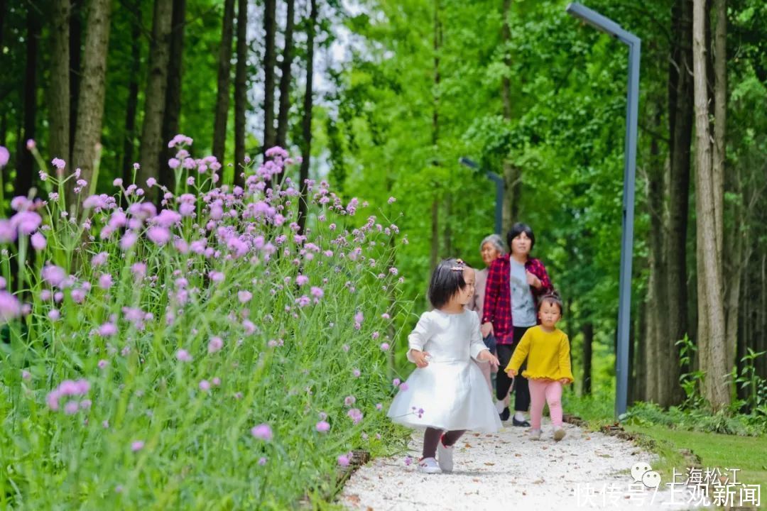 刘桂娟|美翻！松江初夏里的梦幻紫，在家门口就能免费打卡