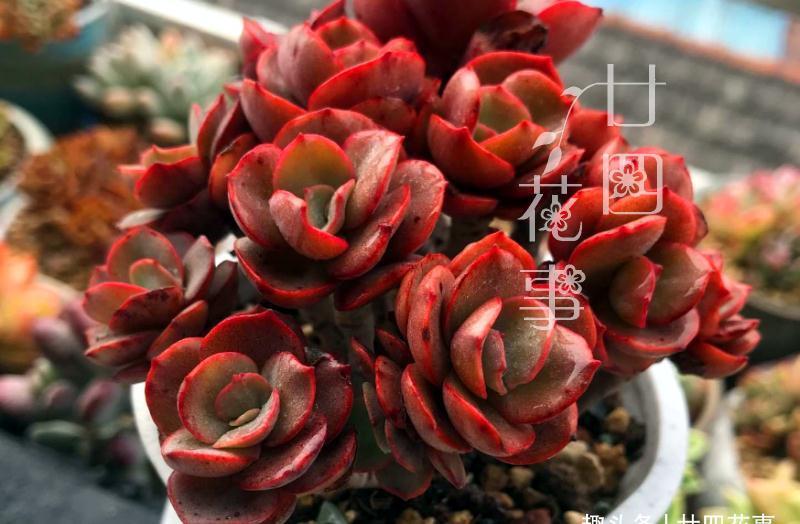 冬天给多肉浇水,一个小方法,肉肉不徒长不烂根,保持好状态