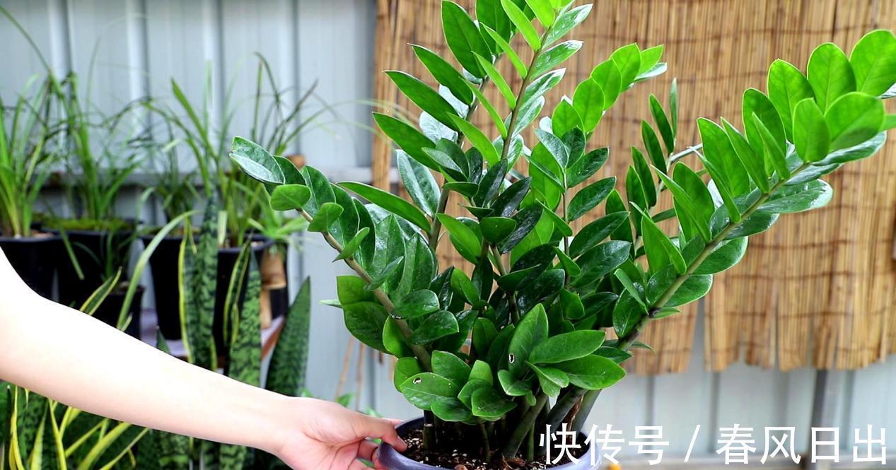 养花在乎寓意，在意颜值和打理难度，就盆栽这5种，全符合条件