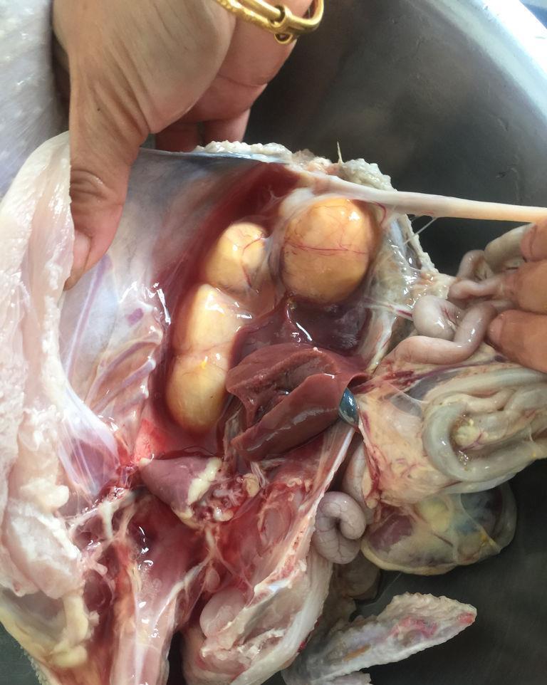 骨龄|7岁女童骨龄已经10岁!孩子面临长不高的困境,医生:饮食造成