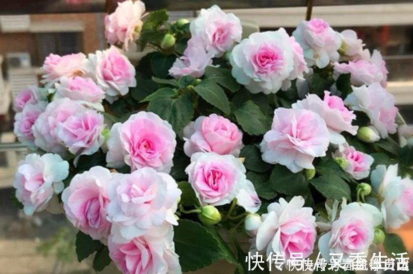 最香的“4种花”，好养又漂亮，花香醉人，一养就上瘾