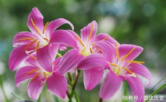 长寿花|让人喜欢的4种花,种植容易,全年开花,花量丰富,阳台变花园