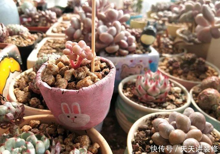 爸妈不在家,我在院子里疯狂种多肉,倍儿爽