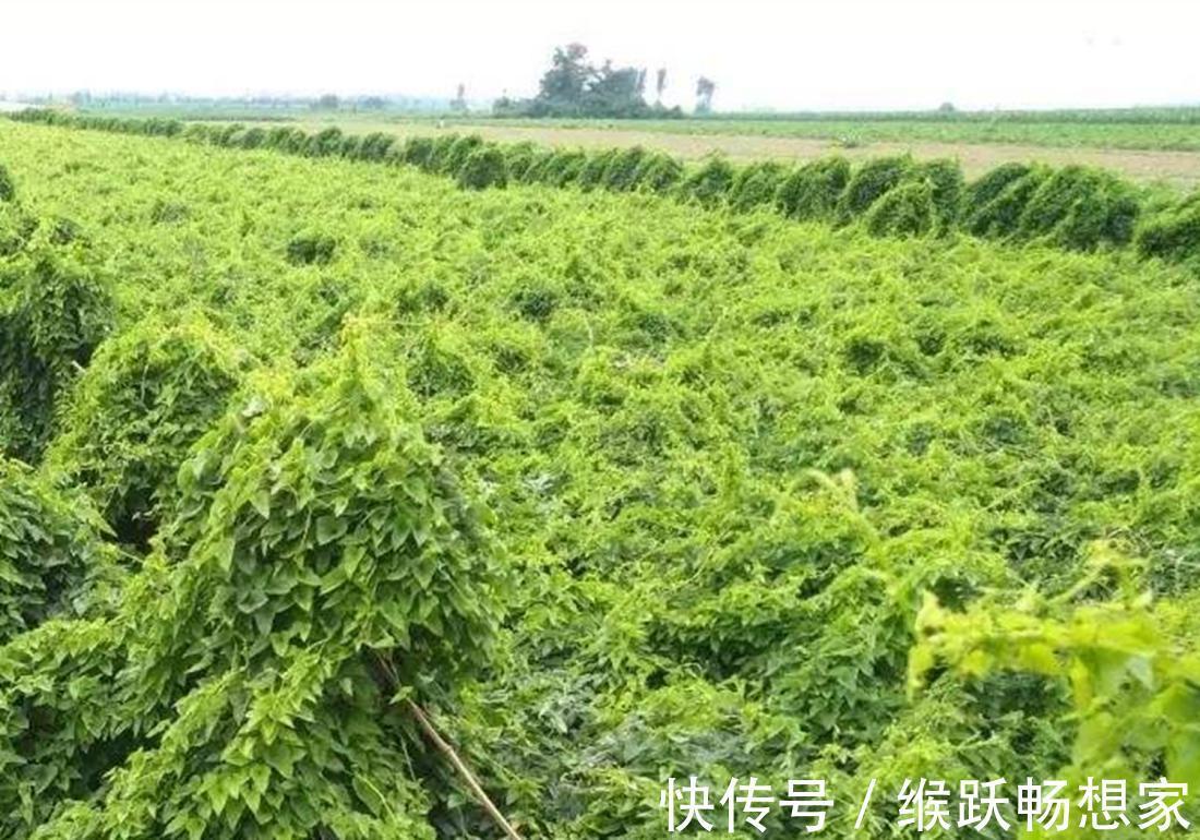 幼苗|你是否知道呢,菊叶薯蓣培养的方法,跟我一起了解一下吧