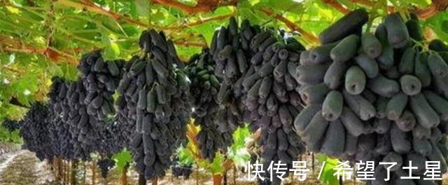 香味|院子里种点果树试试吧,寓意好,果肉软糯奶香味,甜而不腻!