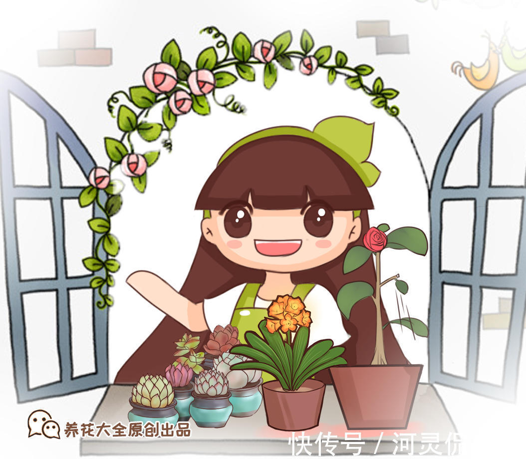 陶粒|这3种“黑石头”，往盆里丢一点，养啥花都旺