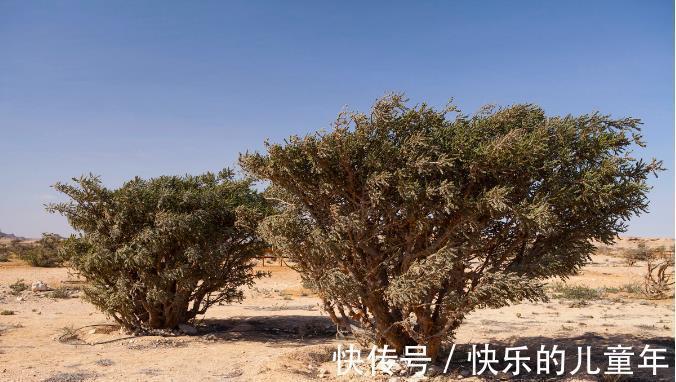 鸦胆子|5年前感染上幽门螺杆菌,老中医教会他认识了这10种草,受益终身