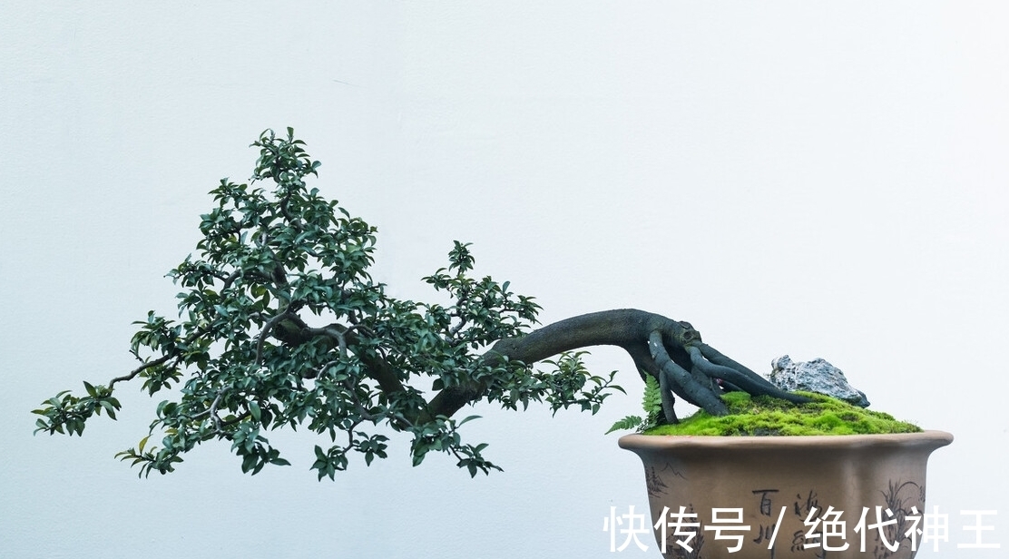 三招教会你,让树桩快速发芽成活,方法简单,一看就会