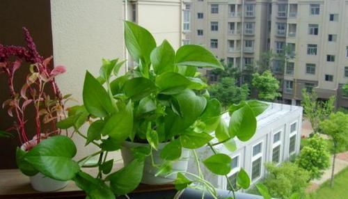 这2样植物就是“天生的水桶”,越浇水枝叶长得越旺盛!