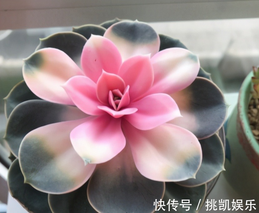 图片|无论你多喜欢养花,都不要碰“3种花”,这都是养花高手被坑过的