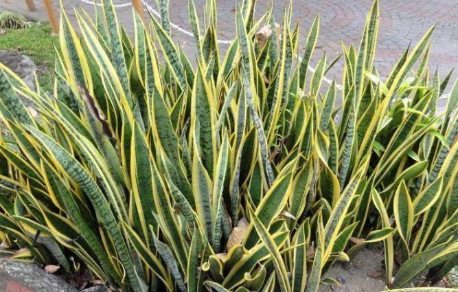 虎皮兰天冷不好养?错了,把控好这4点,谁都能养得爆盆