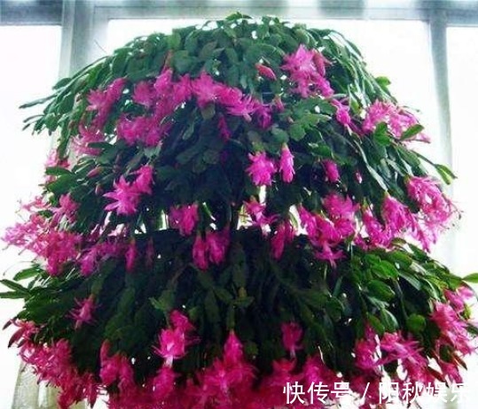 养蟹爪兰,盆中插几根木棒,蹭蹭长到爆,花开不断,开成瀑布!