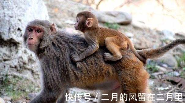 火曜|属猴人，个性平和厚道，善解人意也攻于心计！