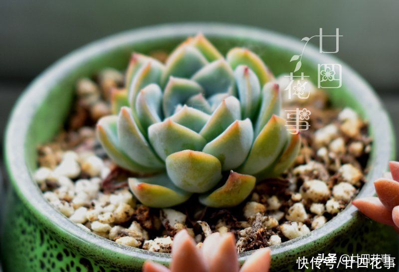 好心|多肉上盆后，新手喜欢拔苗助长，以为是“好心”，结果肉肉没服盆