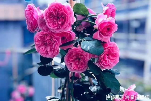 修剪|玫瑰象征美好爱情,怎么养才能花繁叶茂需要满足4个条件