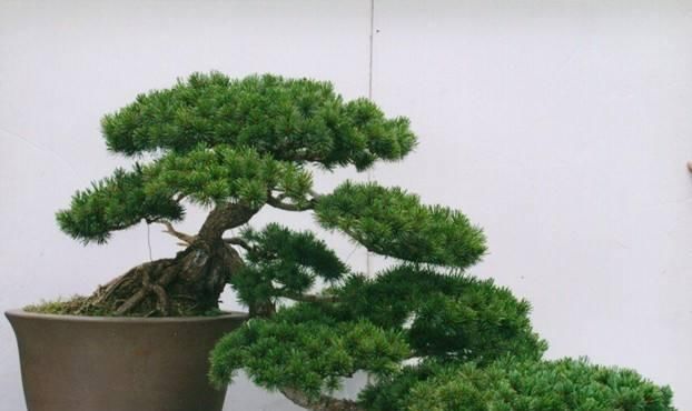 关键|树桩盆景养护心得,造型、浇水、换盆这5点最关键