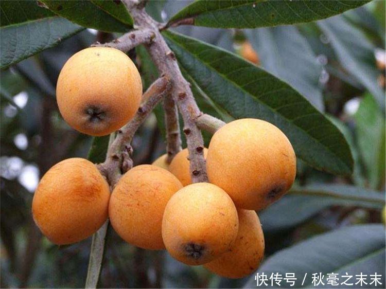 益气|想养生得会吃,3种食物换着吃,缓解体虚,补血益气,养心安神