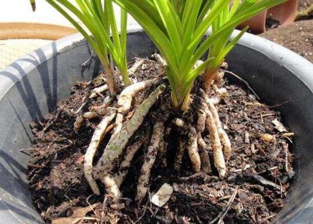 养花的土,这样消毒“处理一下”,没有虫子病菌,花草长得旺!