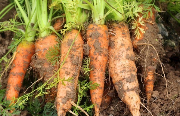 血液|胡萝卜和此物一起煮,加快血液循环,眼睛不近视,告别失眠困扰